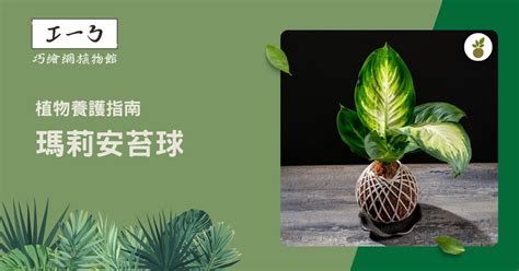 瑪莉安植物 剪髮的人